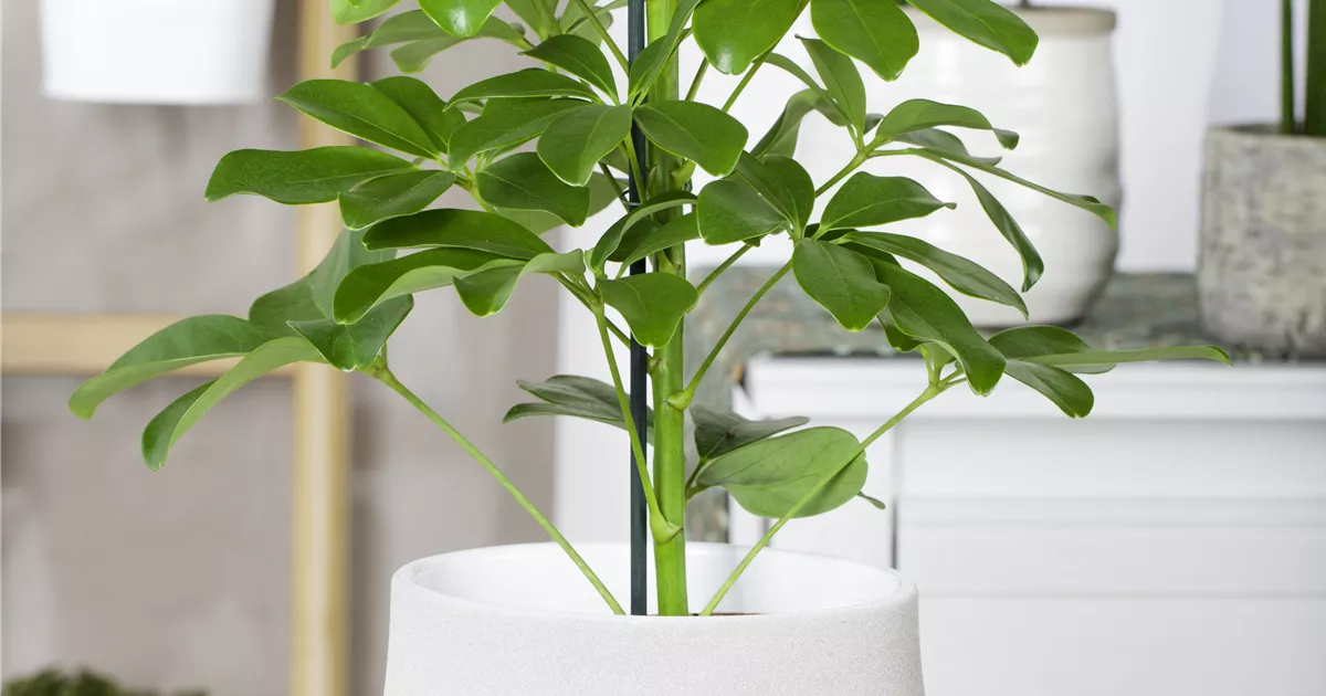 Schefflera arboricola 'Nora'