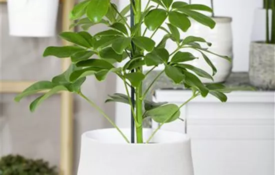 Schefflera arboricola 'Nora' Schefflera arboricola 'Nora'