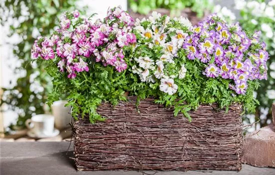 Schizanthus wisetonensis Schizanthus wisetonensis