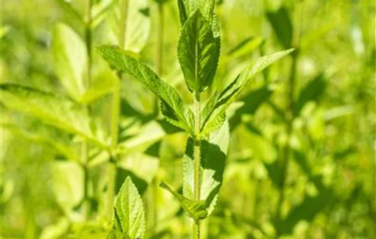 Stachys palustris Stachys palustris