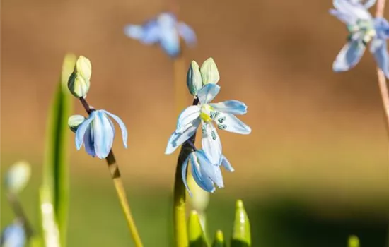 Scilla siberica Scilla siberica