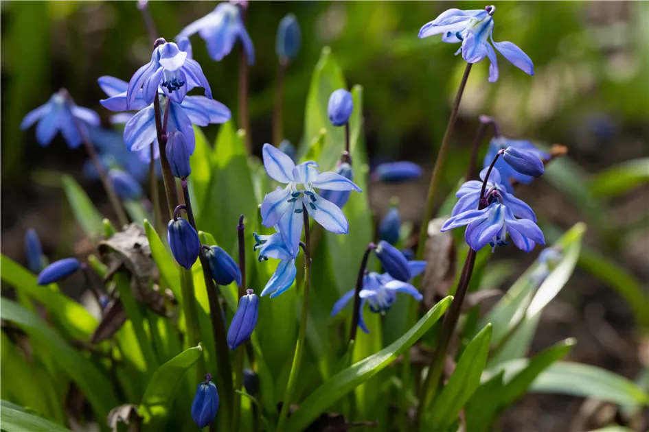 Scilla siberica