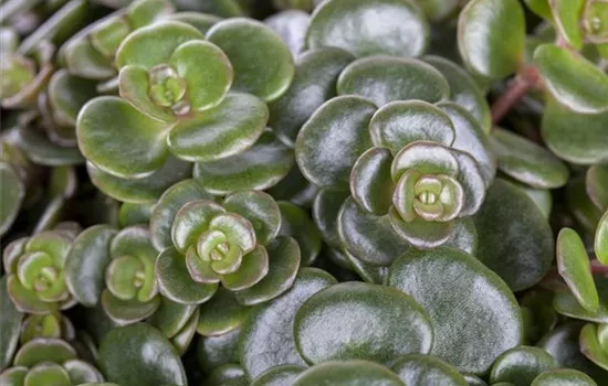 Sedum makinoi Sedum makinoi