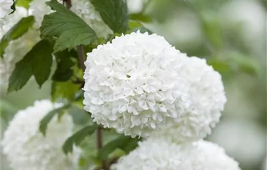 Viburnum opulus 'Roseum' Viburnum opulus 'Roseum'