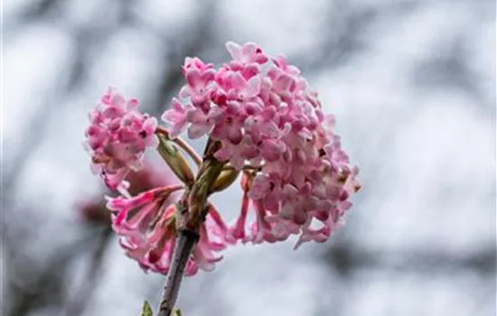 Viburnum x bodnantense Viburnum x bodnantense