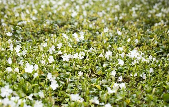 Vinca minor, weiß Vinca minor, weiß