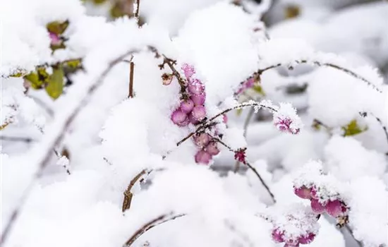Symphoricarpos x doorenbosii, rosa Symphoricarpos x doorenbosii, rosa