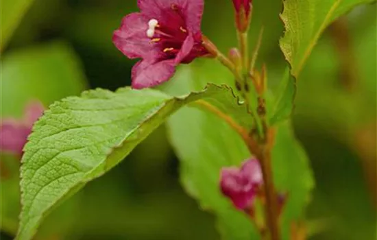 Weigela 'Bristol Ruby'® Weigela 'Bristol Ruby'®