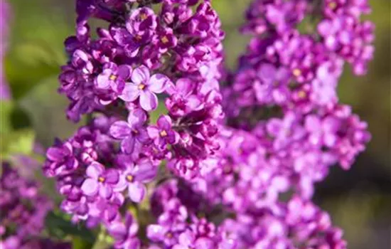 Syringa vulgaris, rosa Syringa vulgaris, rosa