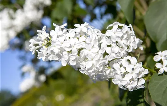 Syringa vulgaris, weiß Syringa vulgaris, weiß