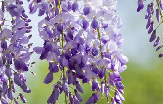Wisteria sinensis Wisteria sinensis