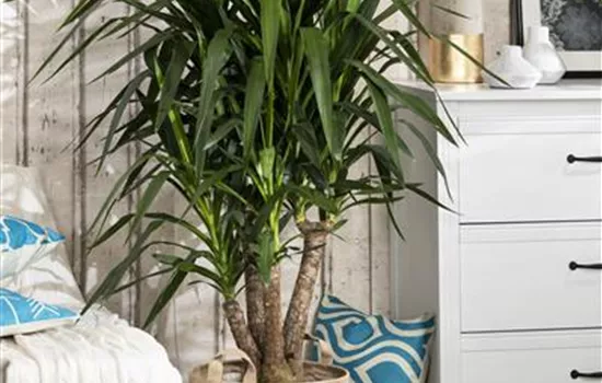 Yucca elephantipes Yucca elephantipes