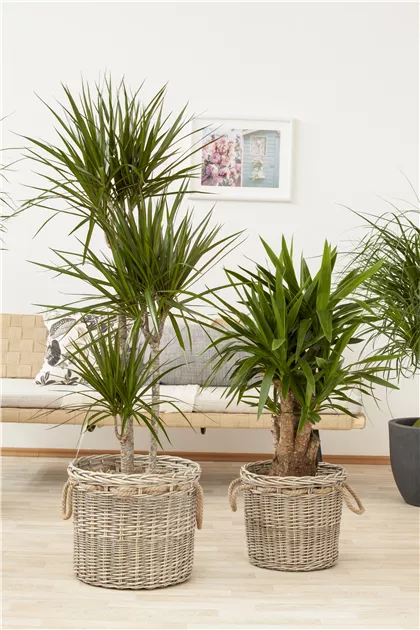 sansevieria miniature 4" Pot Sansevieria Shorter Variety  The Bio Dude
