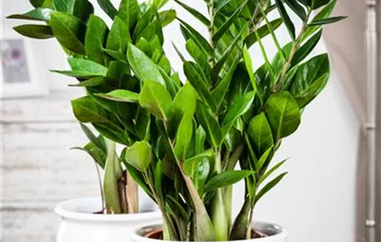 Zamioculcas zamiifolia Zamioculcas zamiifolia