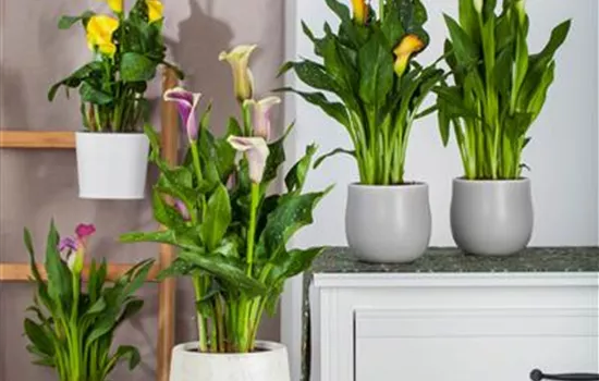 Zantedeschia aethiopica Zantedeschia aethiopica