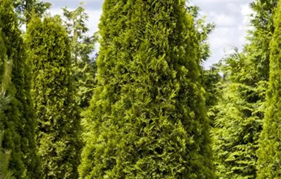 Thuja occidentalis 'Smaragd' Thuja occidentalis 'Smaragd'