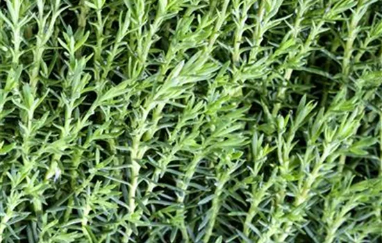 Thuja occidentalis 'Teddy' Thuja occidentalis 'Teddy'