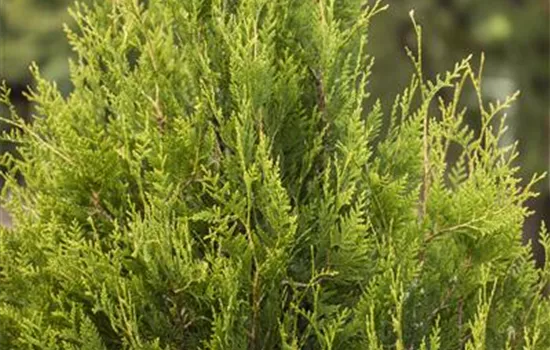 Thuja plicata Thuja plicata