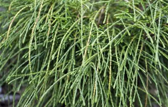 Thuja plicata 'Whipcord' Thuja plicata 'Whipcord'
