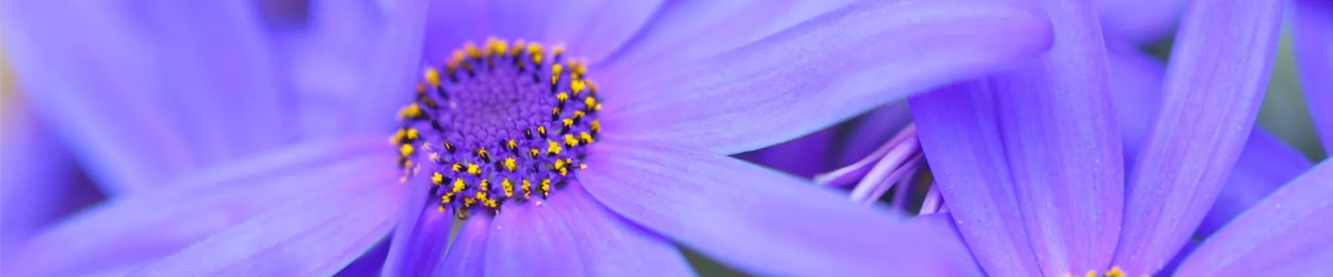 Gartenzinerarie - Einpflanzen im Garten (Thumbnail) Gartenzinerarie - Einpflanzen im Garten (Thumbnail)