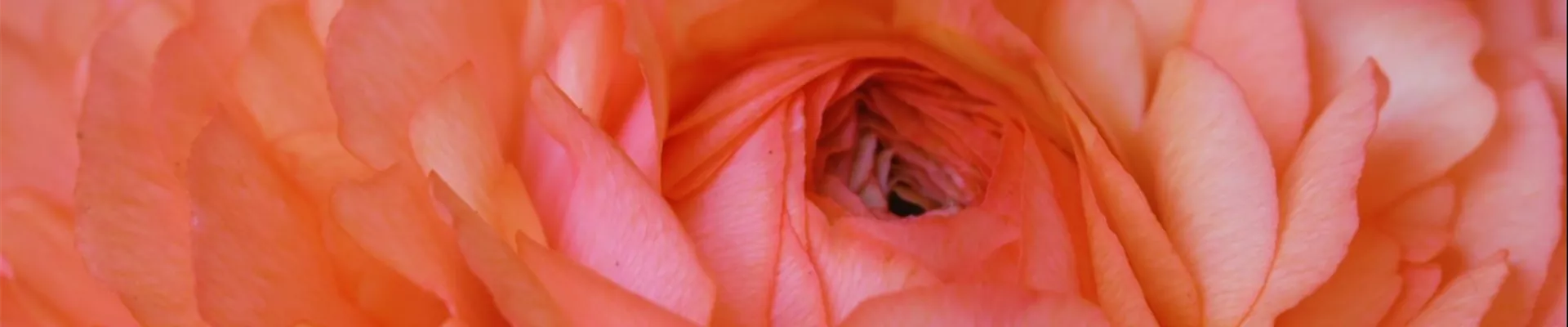 Ranunkel - Einpflanzen in ein Gefäß (Thumbnail) Ranunkel - Einpflanzen in ein Gefäß (Thumbnail)