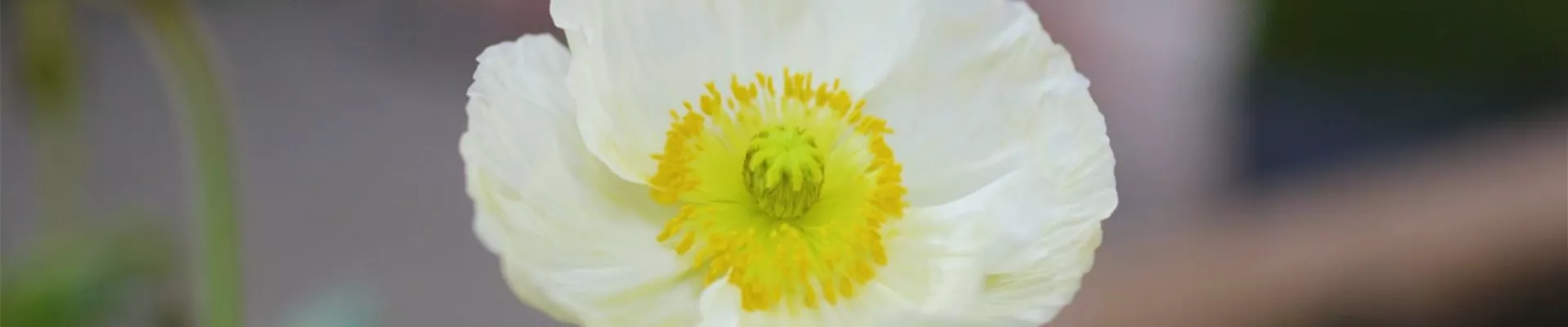 Mohn - Einpflanzen im Garten (Thumbnail) Mohn - Einpflanzen im Garten (Thumbnail)