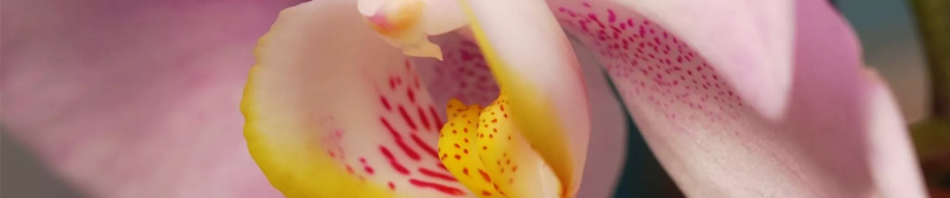 Zimmerpflanzenportrait Orchidee (Thumbnail) Zimmerpflanzenportrait Orchidee (Thumbnail)