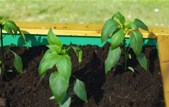 Jalapeno-Paprika - Einpflanzen ins Hochbeet Jalapeno-Paprika - Einpflanzen ins Hochbeet
