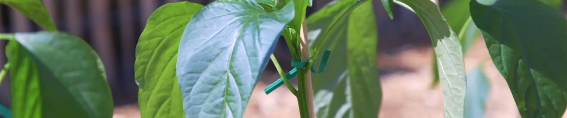 Jalapeno Paprika - Einpflanzen im Gemüsebeet (Thumbnail) Jalapeno Paprika - Einpflanzen im Gemüsebeet (Thumbnail)
