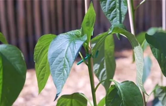 Jalapeno Paprika- Einpflanzen im Gemüsebeet Jalapeno Paprika- Einpflanzen im Gemüsebeet