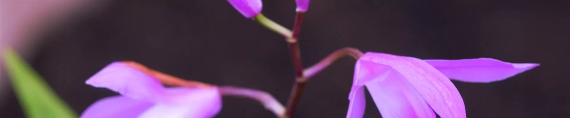 China Orchidee- Einpflanzen im Garten (Thumbnail) China Orchidee- Einpflanzen im Garten (Thumbnail)