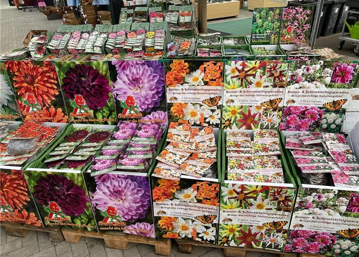 UNSER FRÜHLINGSKNOLLEN SORTIMENT