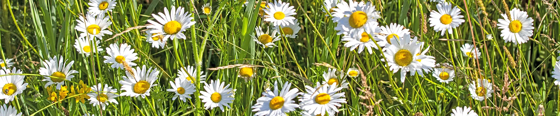 Blütenwiese Blütenwiese