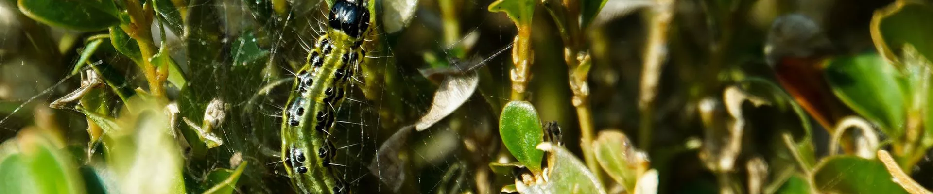 boxwood-moth-g74c647f96_1920 boxwood-moth-g74c647f96_1920