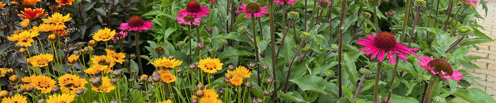 Sommerstauden Sommerstauden