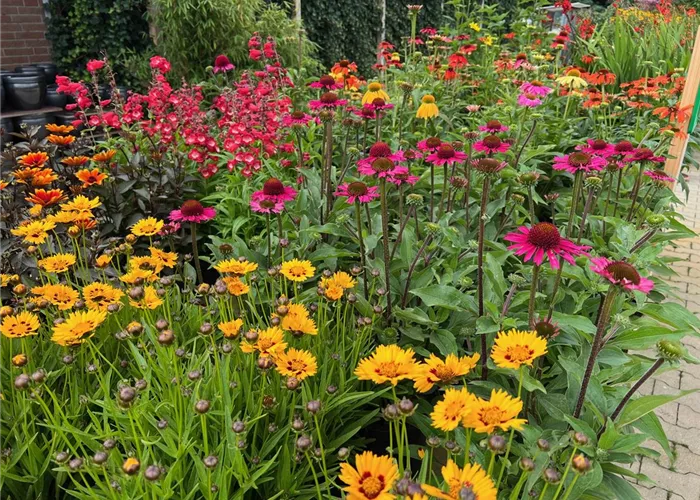 BIENEN UND SOMMERSTAUDEN