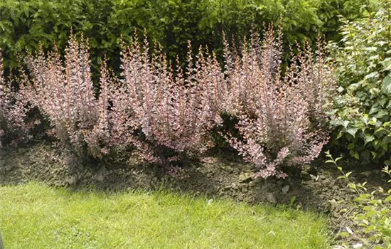 Berberitzen bereichern den Garten in jeder Hinsicht Berberitzen bereichern den Garten in jeder Hinsicht