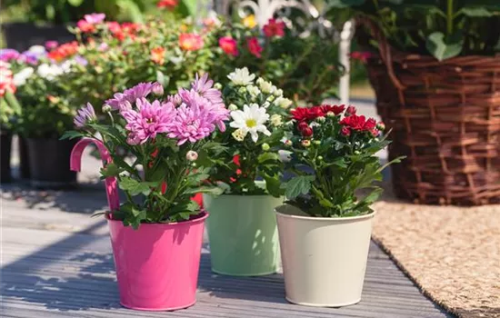 Chrysanthemen pflanzen und den Sommer verlängern