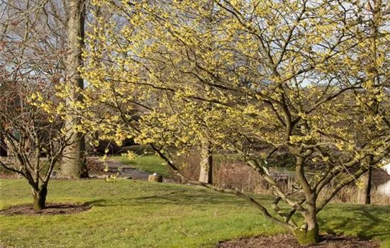 Eine Zaubernuss als Bereicherung im eigenen Garten Eine Zaubernuss als Bereicherung im eigenen Garten