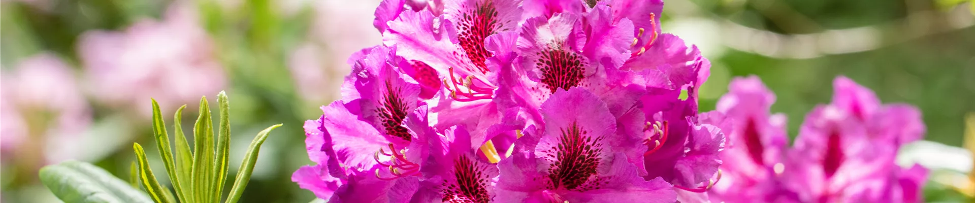 Rhododendron großblumig, pink Rhododendron großblumig, pink