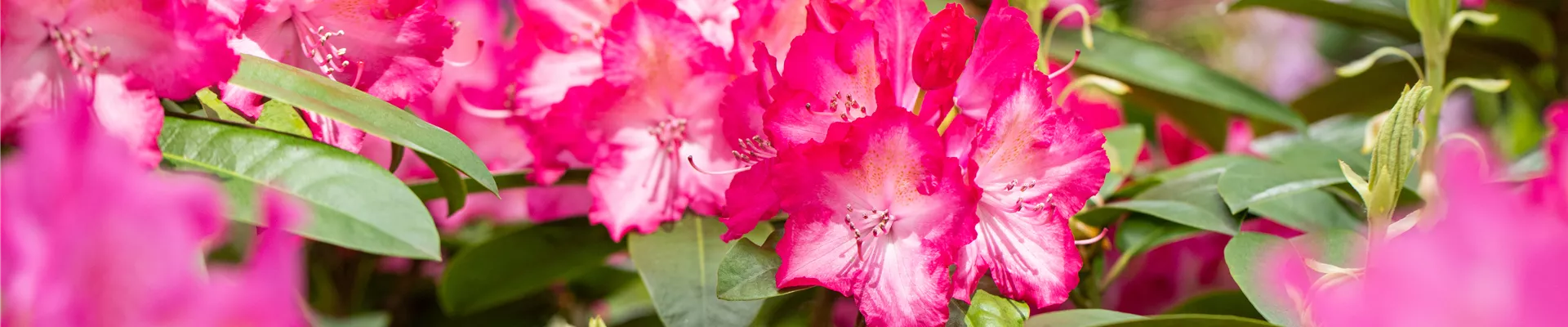 Rhododendron 'Sternzauber' Rhododendron 'Sternzauber'