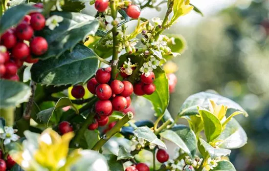 Laubgehölze zurückschneiden und in Form bringen Laubgehölze zurückschneiden und in Form bringen