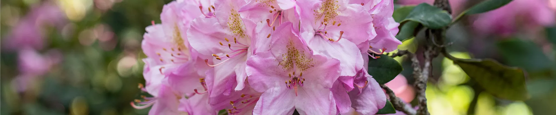 Rhododendron 'Christian Schröder' Rhododendron 'Christian Schröder'
