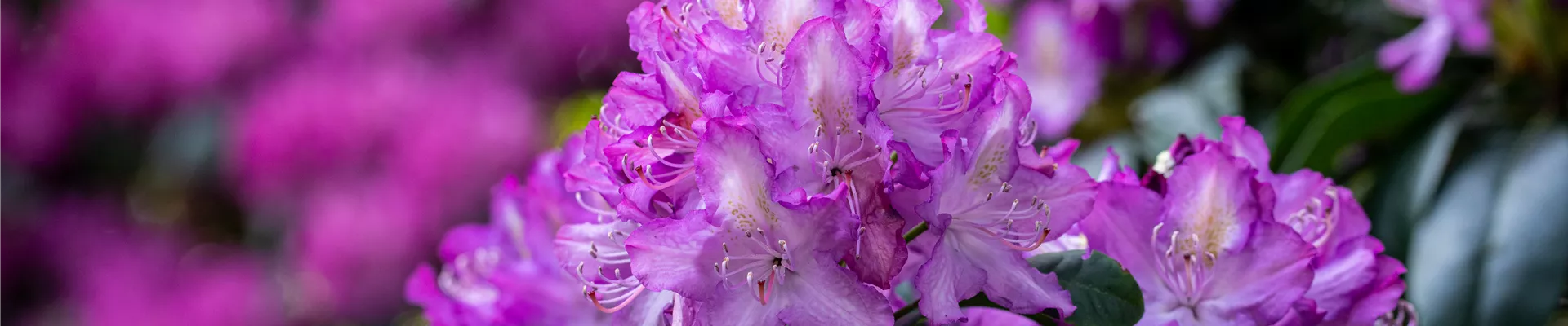 Rhododendron 'Alma' Rhododendron 'Alma'