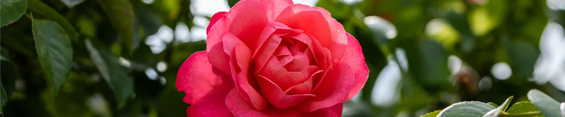 Kletterrose, rosa Kletterrose, rosa