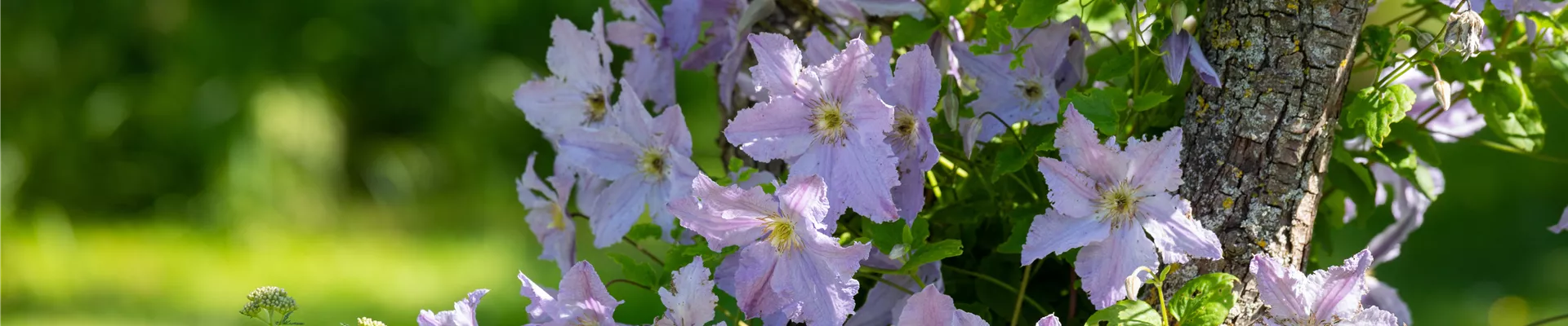 Clematis 'Proteus' Clematis 'Proteus'