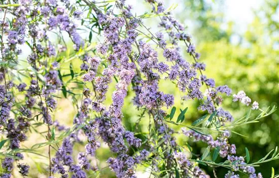 Sommerflieder pflanzen und bunte Blüten bewundern Sommerflieder pflanzen und bunte Blüten bewundern