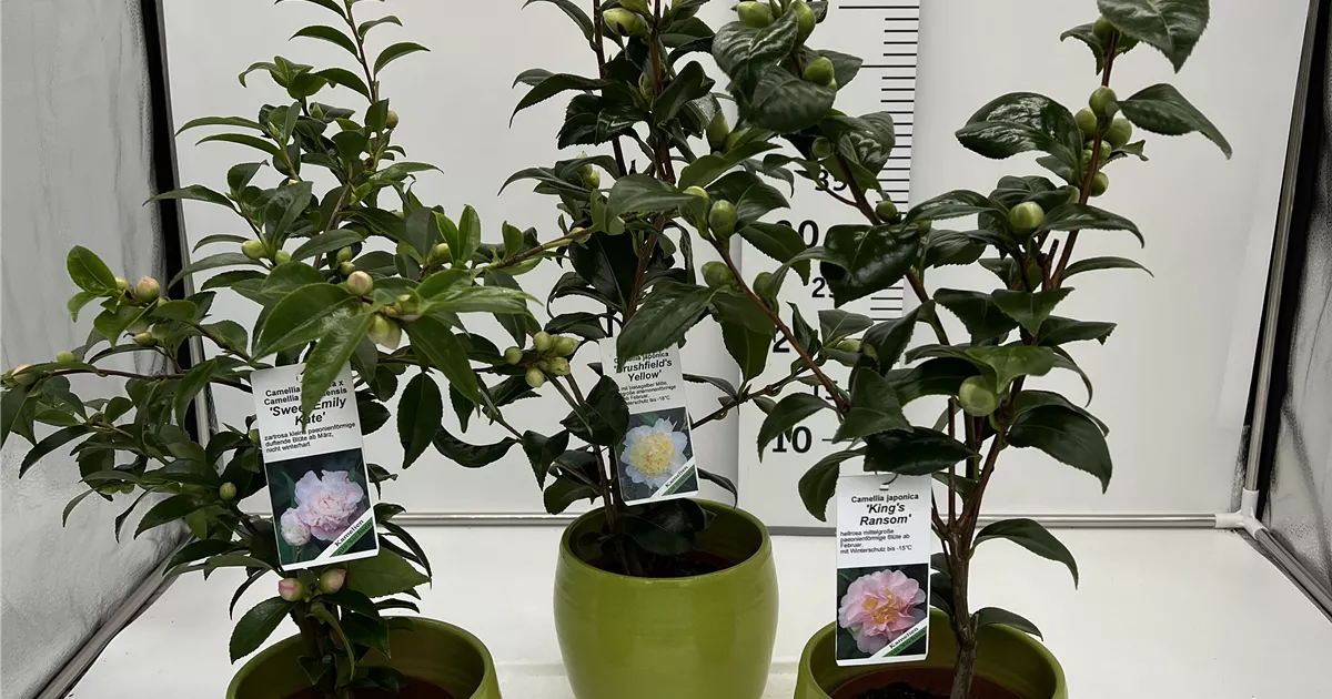 efeutute pictus pflege Silbrige Efeutute | Scindapsus pictus
