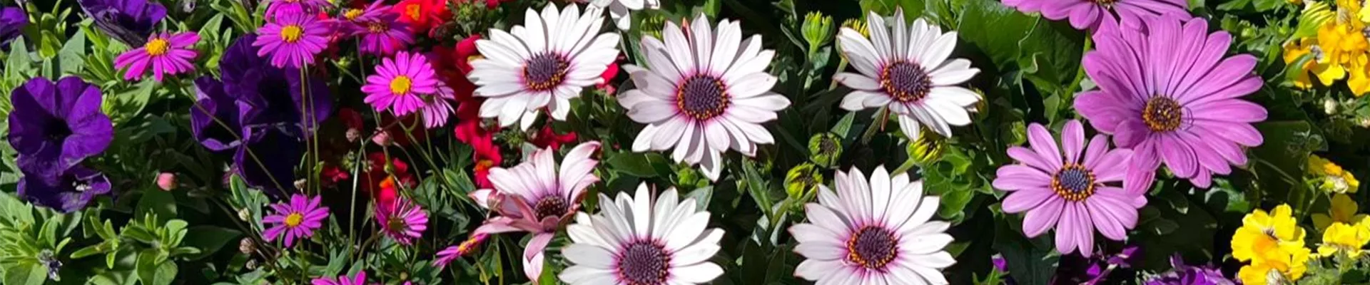 Sommerblumen-Vielfalt Sommerblumen-Vielfalt