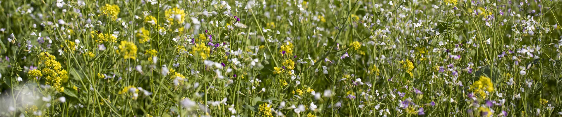 Gründüngung Gründüngung